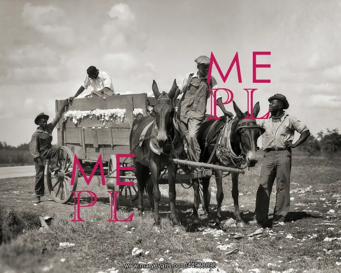 : Four African American Farmers Loading Wagon Drawn : Four African American Farmers Loading Wagon Drawn