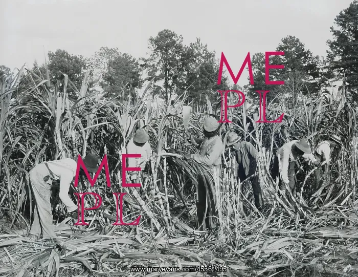 : African American students cutting sugar cane, on : African American students cutting sugar cane, on