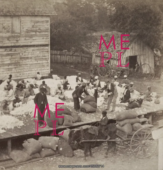 : African American workers preparing cotton : African American workers preparing cotton