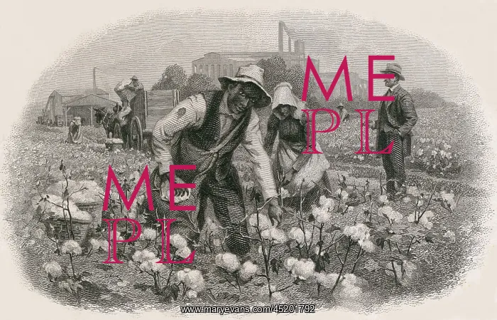 : African Americans pick cotton under the ? : African Americans pick cotton under the ?