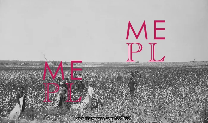 : African Americans picking cotton in an Oklahoma : African Americans picking cotton in an Oklahoma