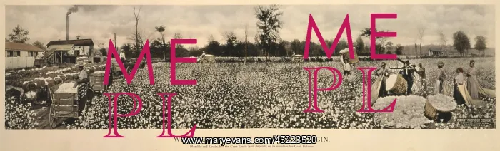 : African Americans working in a cotton field, ? : African Americans working in a cotton field, ?