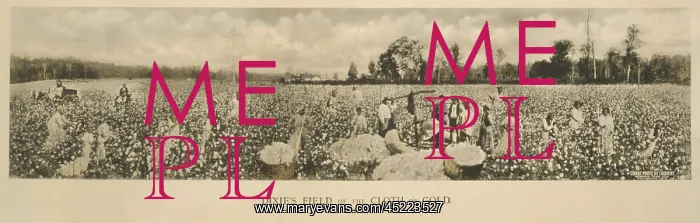 : African Americans working in a cotton field, ? : African Americans working in a cotton field, ?