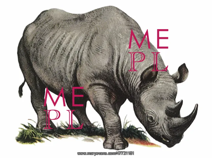  : African Black Rhino