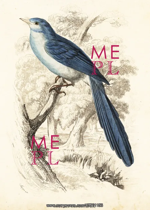 : African blue-flycatcher, Elminia longicauda : African blue-flycatcher, Elminia longicauda