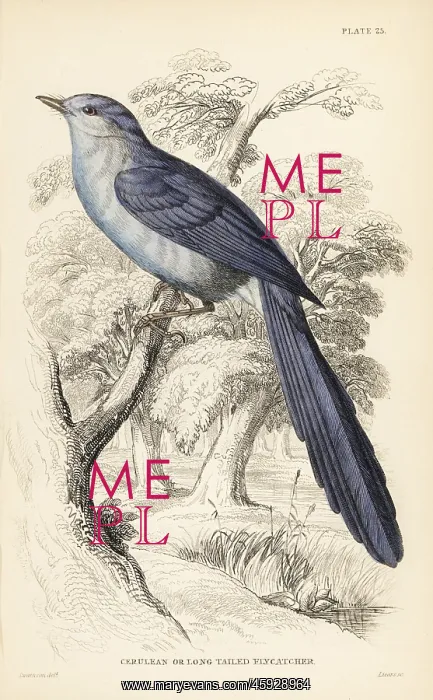 : African blue-flycatcher, Elminia longicauda : African blue-flycatcher, Elminia longicauda