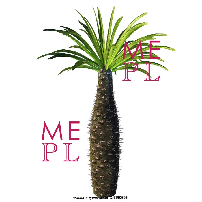 : African bottle tree, Pachypodium geayi : African bottle tree, Pachypodium geayi