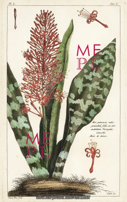: African bowstring hemp, Sansevieria hyacinthoides : African bowstring hemp, Sansevieria hyacinthoides