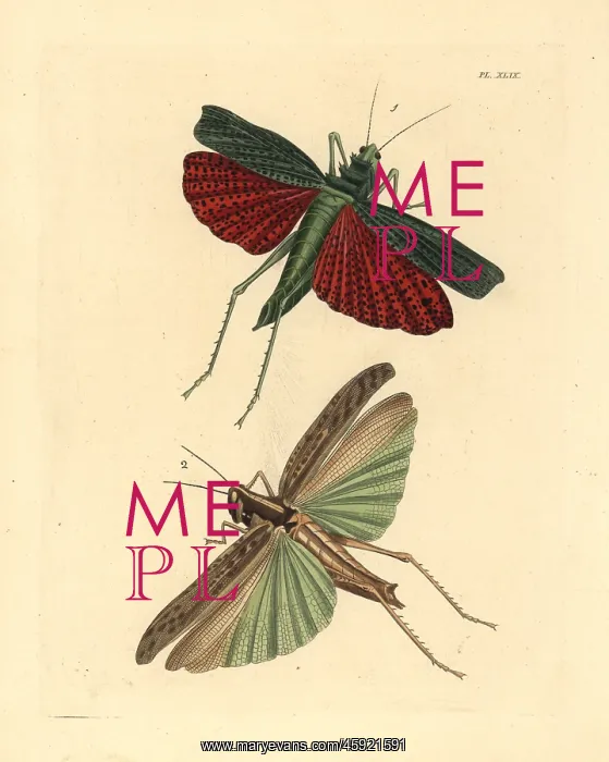: African and brown-spotted locusts : African and brown-spotted locusts