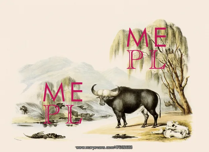 : African Buffalo : African Buffalo