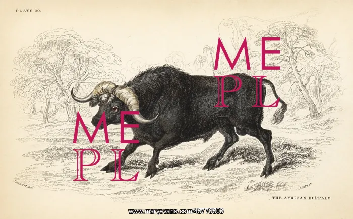  : African buffalo or Cape buffalo, Syncerus caffer