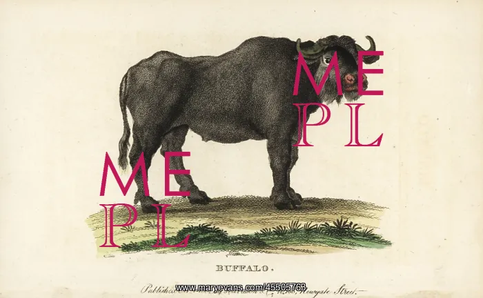 : African buffalo, Syncerus caffer : African buffalo, Syncerus caffer