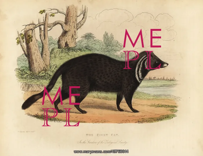 : African civet, Civettictis civetta : African civet, Civettictis civetta