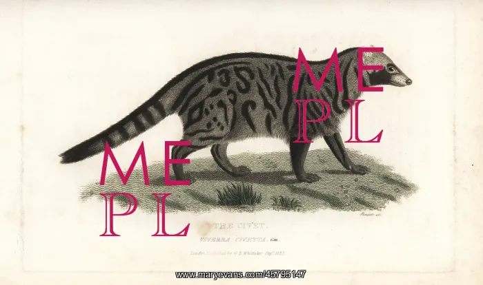 : African civet, Civettictis civetta : African civet, Civettictis civetta
