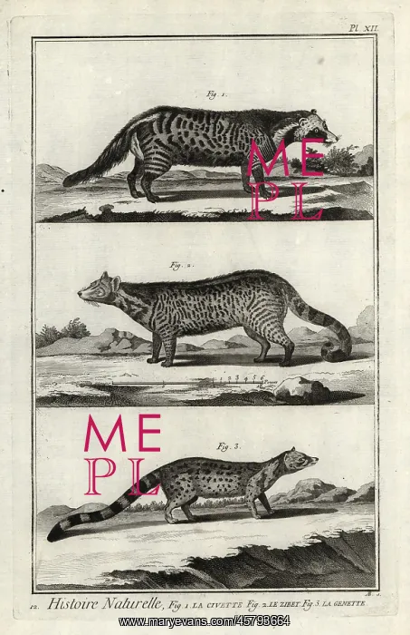 : African civet, large Indian civet and genet : African civet, large Indian civet and genet