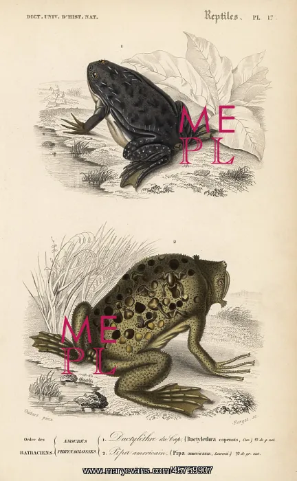  : African clawed frog and Surinam toad