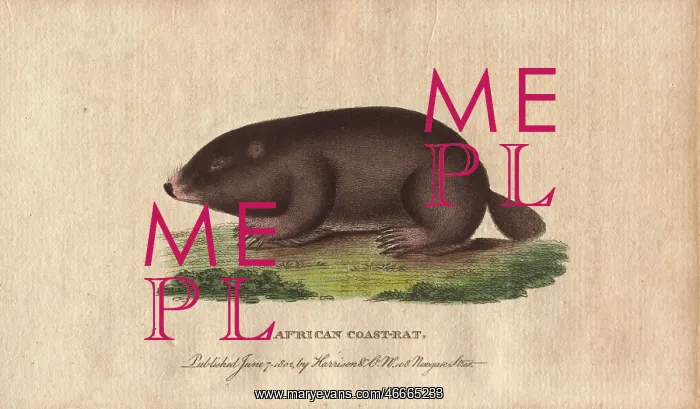 : African coast rat or Cape mole rat, Georychus capensis : African coast rat or Cape mole rat, Georychus capensis