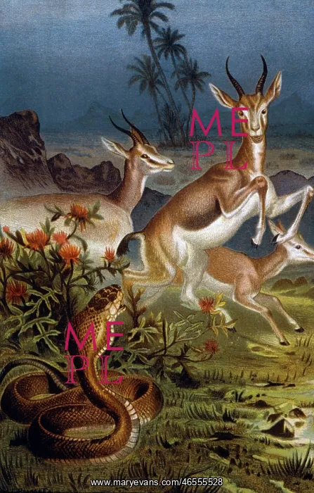 : African Cobra & Gazelles : African Cobra & Gazelles