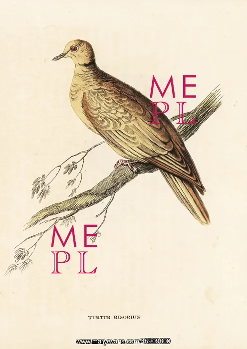 : African collared-dove (ringed), Streptopelia : African collared-dove (ringed), Streptopelia