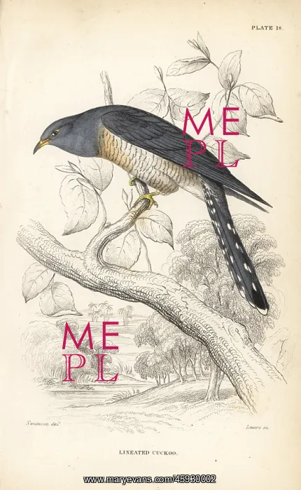 : African cuckoo, Cuculus gularis : African cuckoo, Cuculus gularis