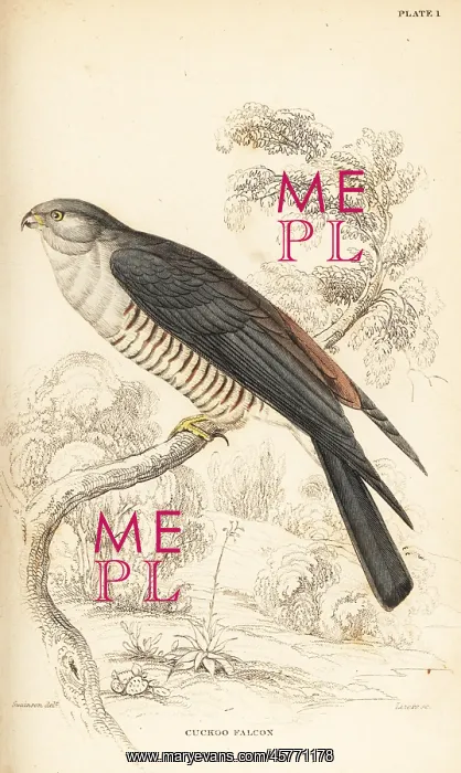 : African cuckoo-hawk, Aviceda cuculoides : African cuckoo-hawk, Aviceda cuculoides
