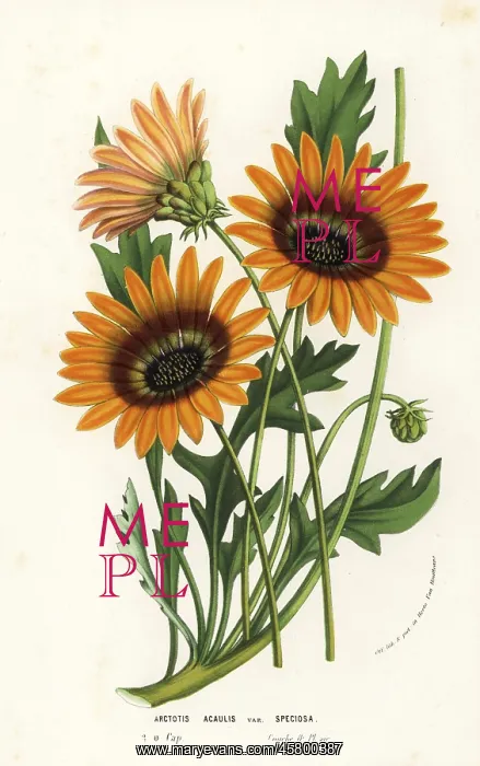 : African daisy, Arctotis acaulis : African daisy, Arctotis acaulis