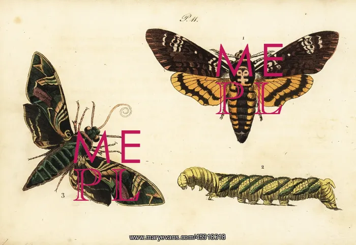 : African death's head hawkmoth and oleander hawk-moth : African death's head hawkmoth and oleander hawk-moth