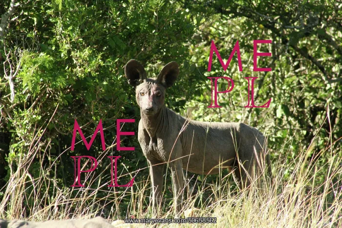 : African Dog with Mange : African Dog with Mange
