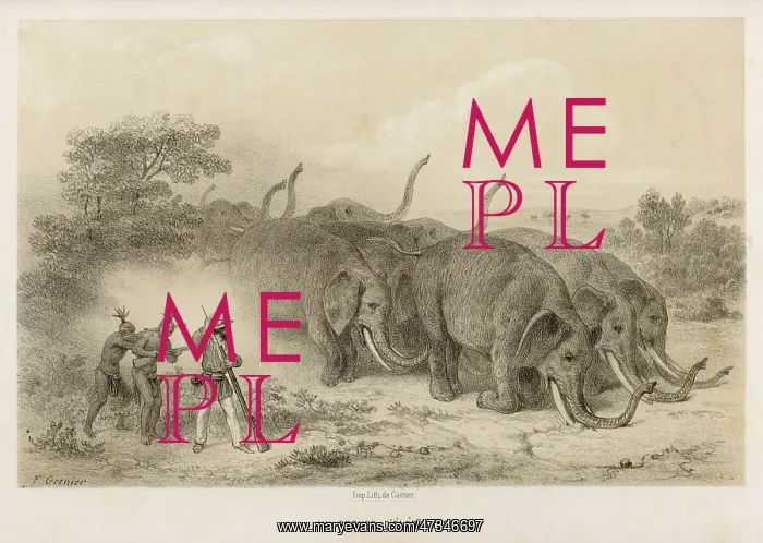 : African Elephant Herd : African Elephant Herd