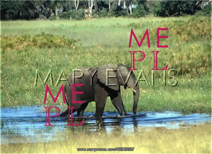 : AFRICAN ELEPHANT / NAMIBIA : AFRICAN ELEPHANT / NAMIBIA