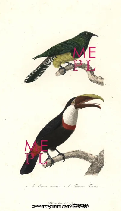 : African emerald cuckoo and black-mandibled toucan : African emerald cuckoo and black-mandibled toucan