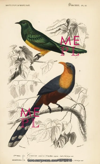 : African emerald cuckoo and red-billed malkoha : African emerald cuckoo and red-billed malkoha
