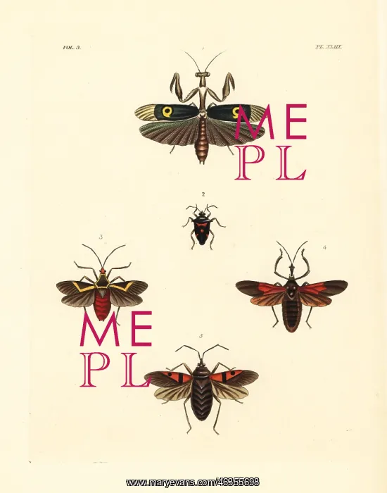 : African flower mantis and exotic beetles : African flower mantis and exotic beetles