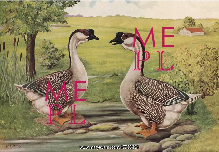  : African Geese