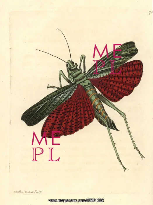 : African grasshopper or milkweed locust, Phymateus cinctus : African grasshopper or milkweed locust, Phymateus cinctus