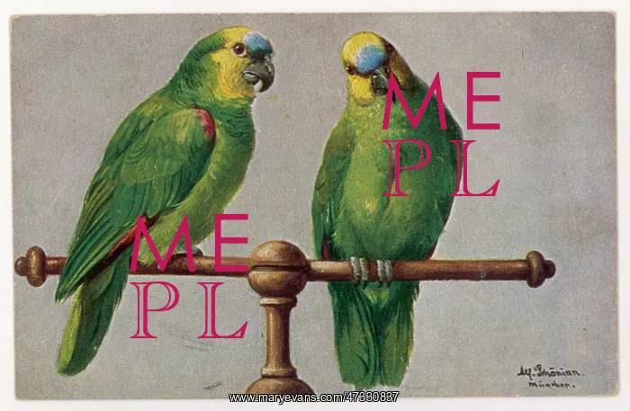 : AFRICAN GREEN PARROT : AFRICAN GREEN PARROT