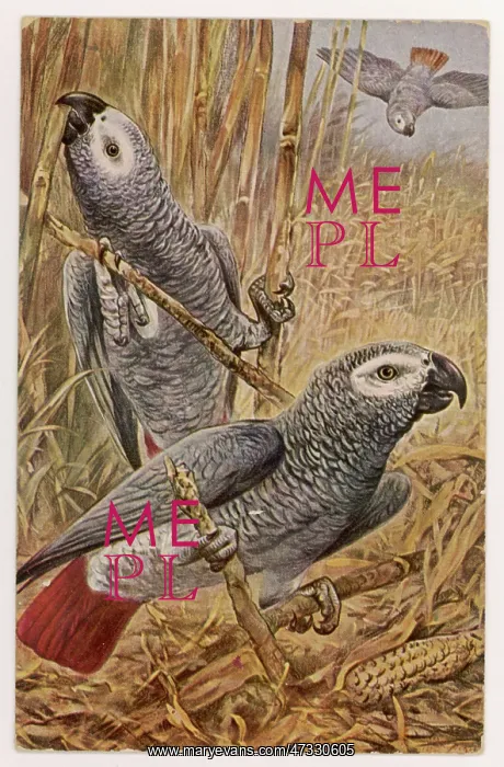 : AFRICAN GREY PARROT : AFRICAN GREY PARROT
