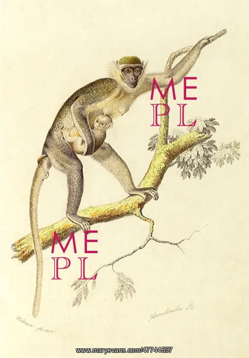  : African Guenon (Ceropithecus griseus)