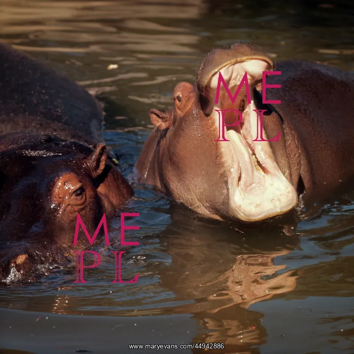 : Two African Hippos in Water one with Mouth : Two African Hippos in Water one with Mouth