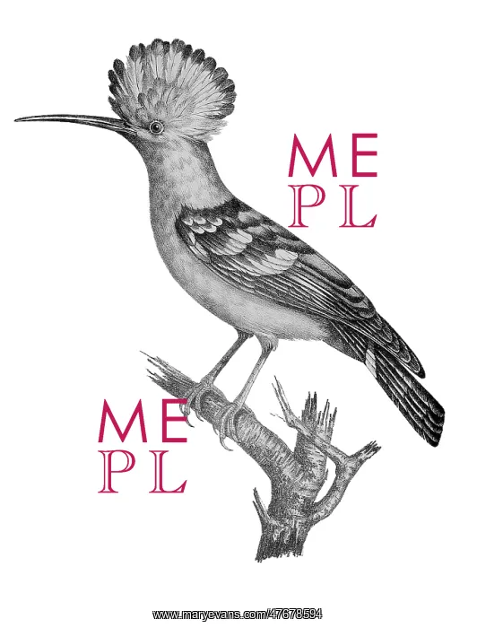 : African Hoopoe : African Hoopoe