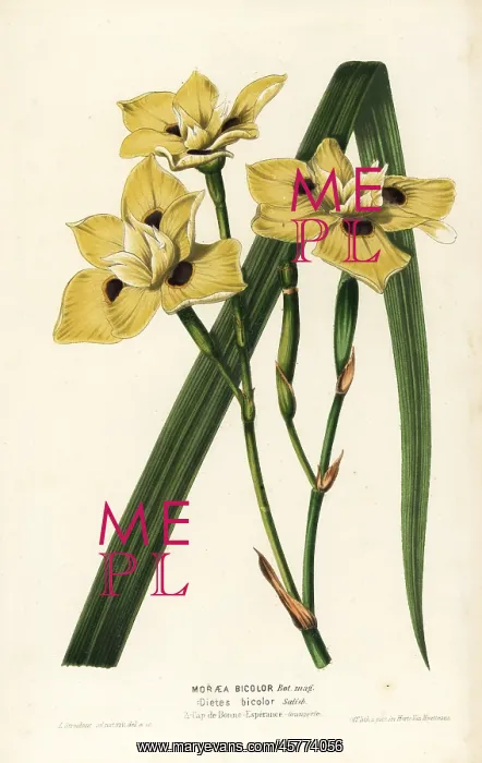 : African iris, Dietes bicolor : African iris, Dietes bicolor