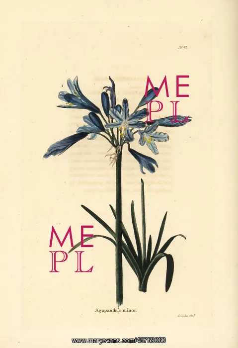 : African lily, Agapanthus africanus : African lily, Agapanthus africanus
