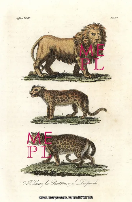: African lion, panther or leopard : African lion, panther or leopard