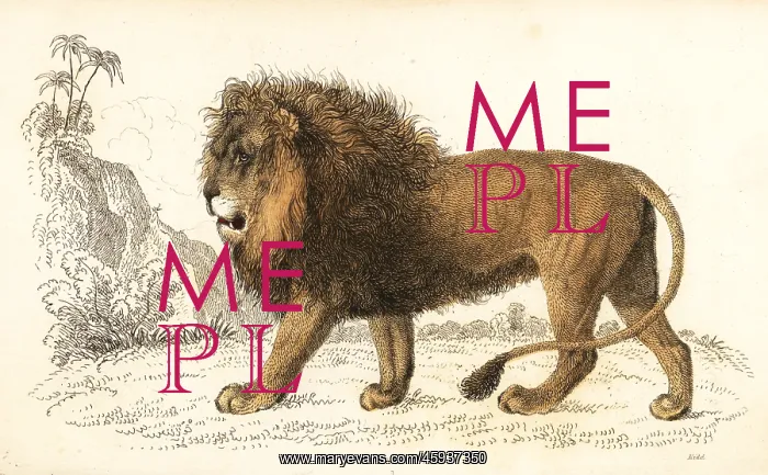 : African lion, Panthera leo. Vulnerable : African lion, Panthera leo. Vulnerable