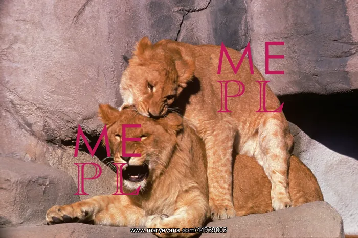 : Two African Lions Panthera Leo in