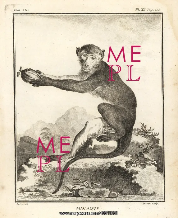 : African macaque species, Cercopithecus angolensis major : African macaque species, Cercopithecus angolensis major