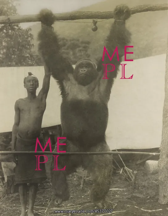 : African man standing with gorilla hanging : African man standing with gorilla hanging
