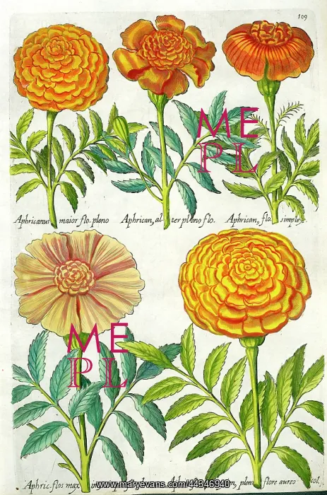 : African Marigolds