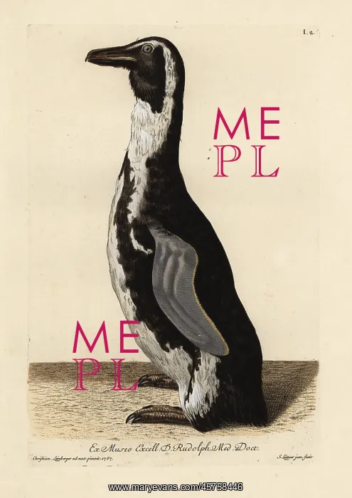 : African penguin, Spheniscus demersus : African penguin, Spheniscus demersus