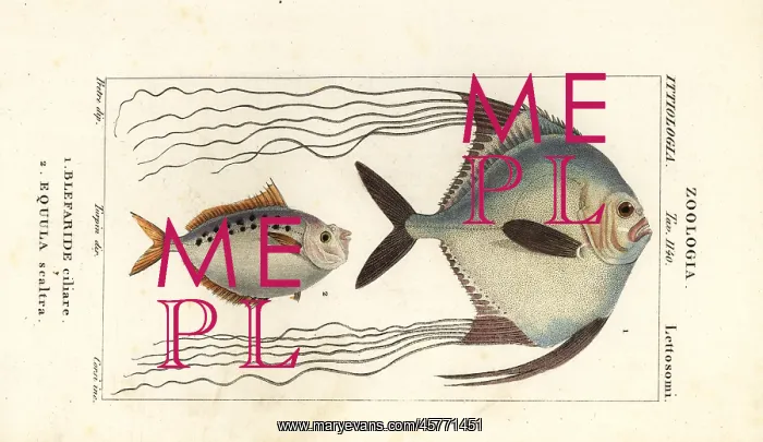: African pompano and ponyfish : African pompano and ponyfish